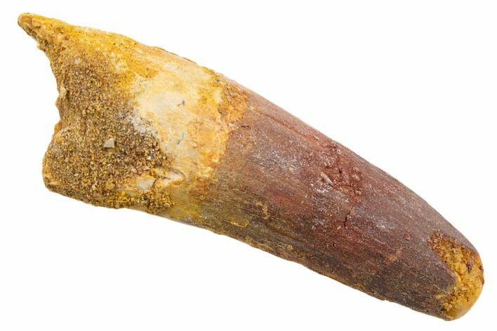 Fossil Spinosaurus Tooth - Feeding Worn Tip #345560